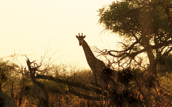 Giraffe silhouette